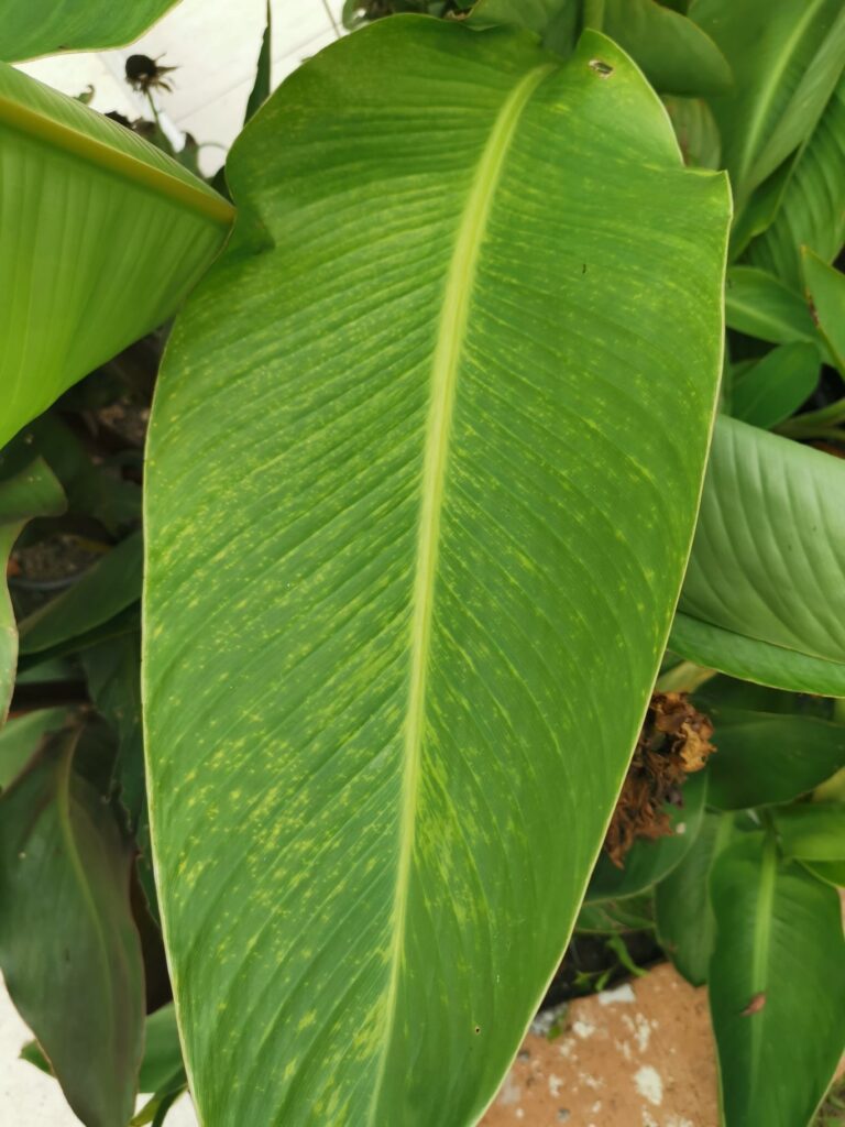 Posljedica virusa vidljiva na listu Kane 