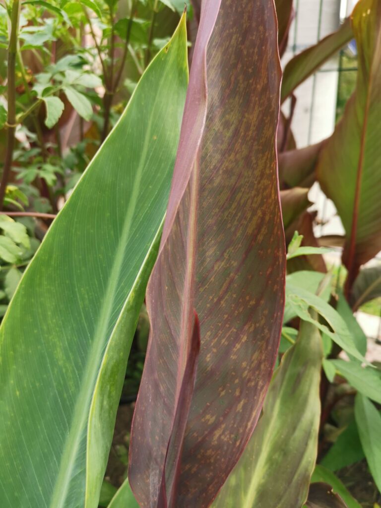 Posljedica virusa vidljiva na listovima Kana 