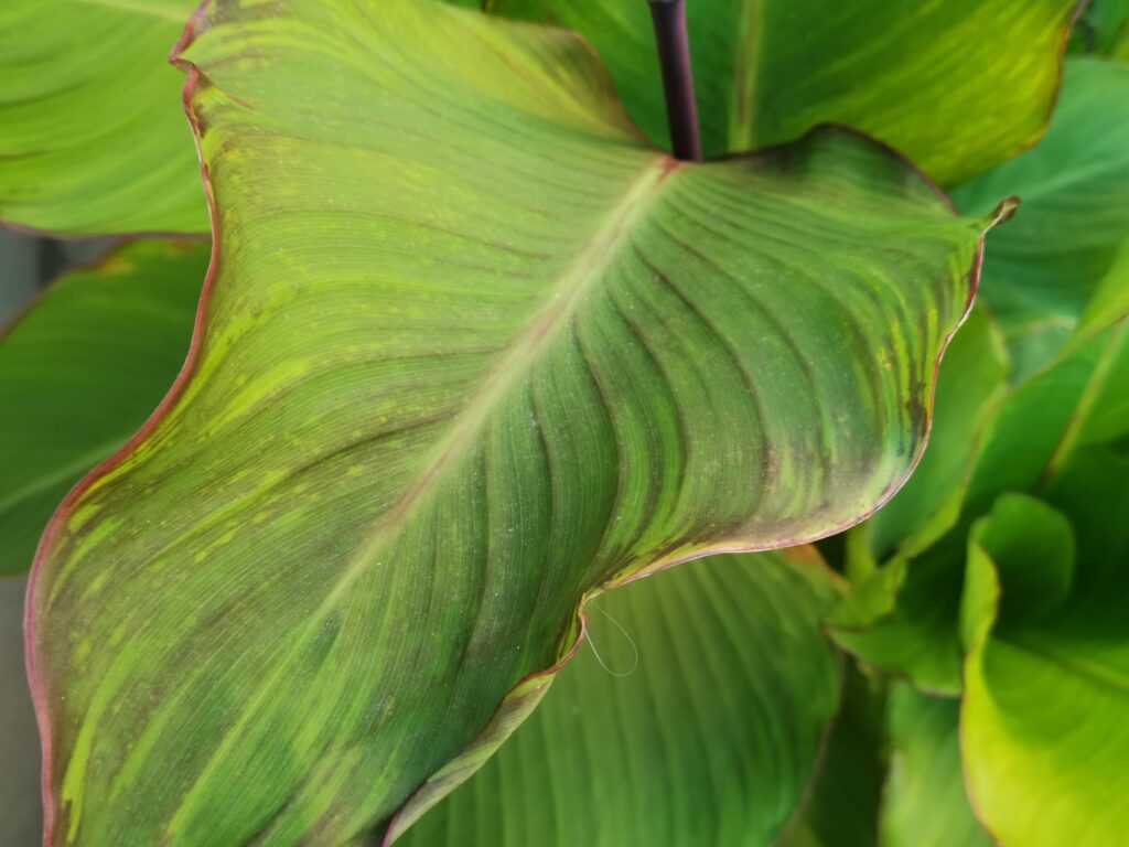 Posljedica virusa vidljiva na listovima Kana 