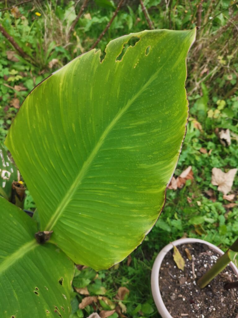 Posljedica virusa vidljiva na listu Kane